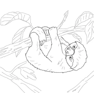 A Sloth Hanging Coloring Page