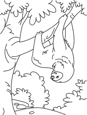 Sloth Hanging