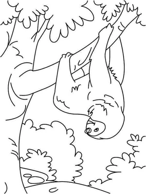 Sloth Hanging Coloring Page