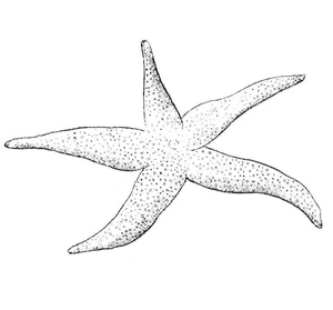 Starfish Coloring Page 3 Coloring Page