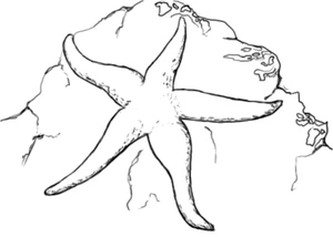 Starfish Coloring Page Coloring Page