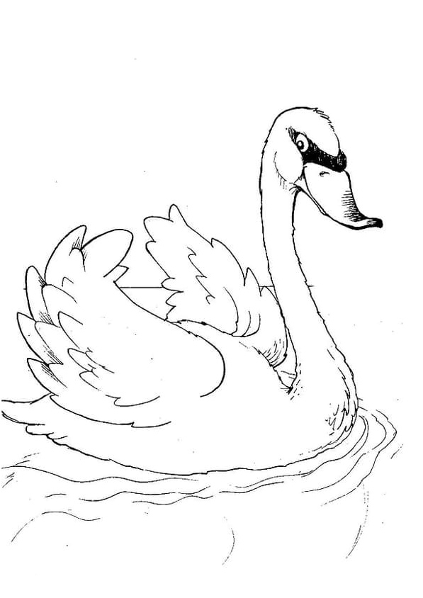 Friendly Swan Coloring Page