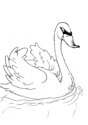 Friendly Swan