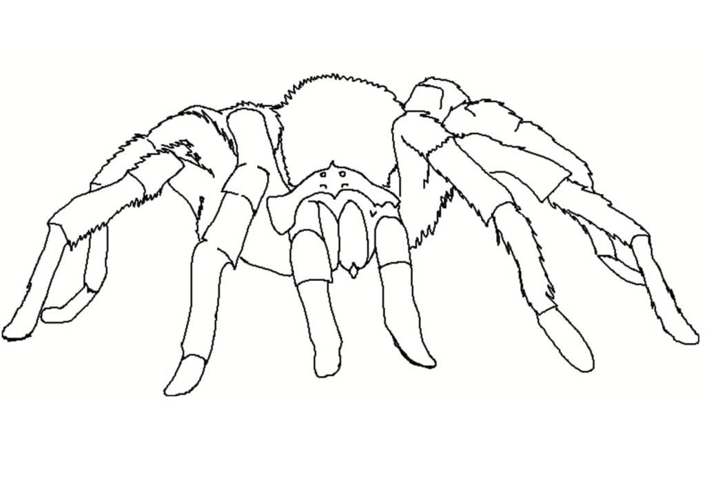A Spider Coloring Page
