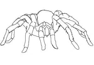 A Spider Coloring Page