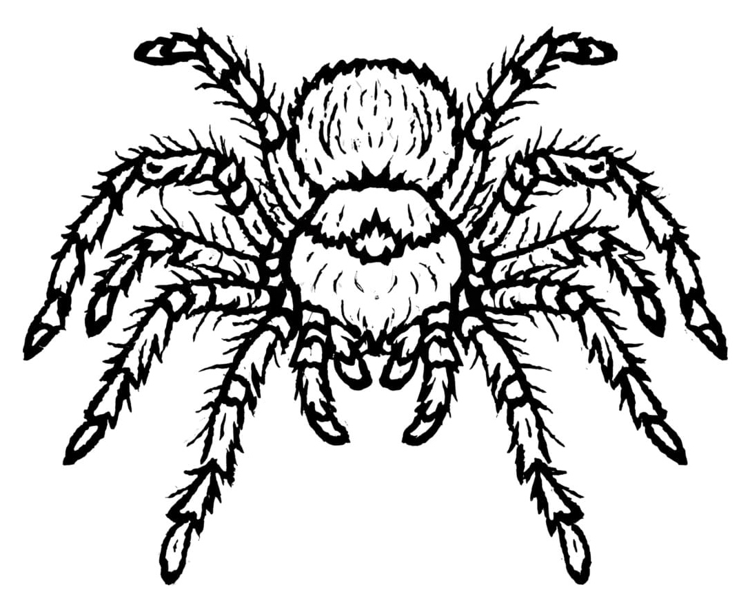 Coloring Page of a Tarantula Spider Coloring Page