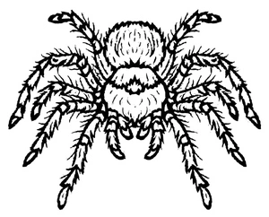 Coloring Page of a Tarantula Spider Coloring Page