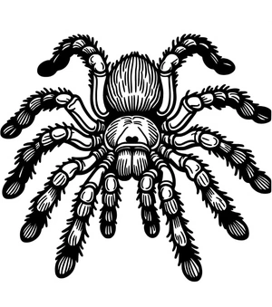 Fuzzy Tarantula Spider Coloring Page