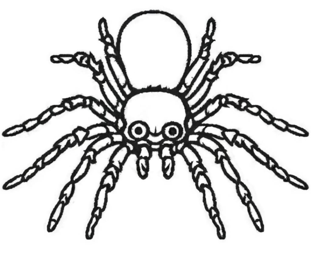 Image of a Tarantula Coloring Page
