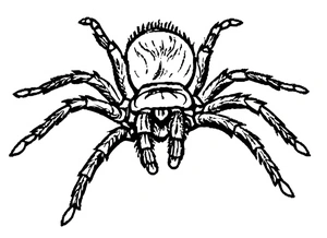 Tarantula Coloring Page Coloring Page