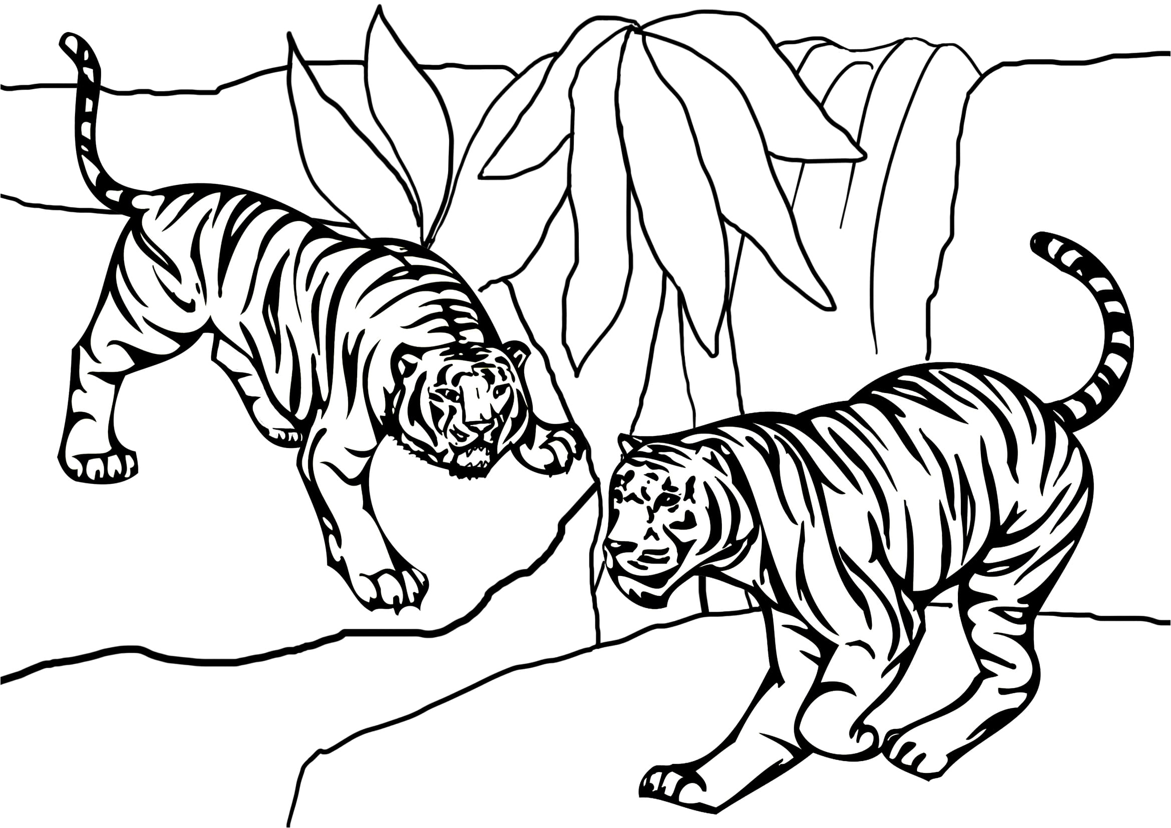 Tiger - a ferocious feline! Coloring Page