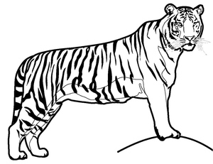Tiger Coloring Printable Free