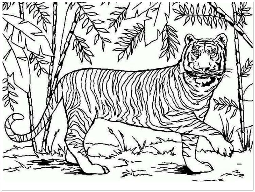 Tiger from Asia Coloring Page