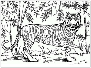 Tiger from Asia