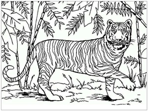 Tiger from Asia Coloring Page