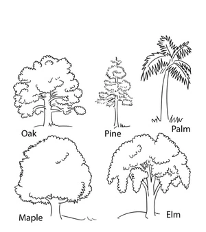 Types of Six Trees Coloring Page