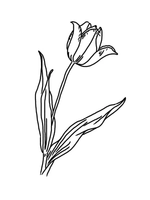 A Lovely Tulip Coloring Page