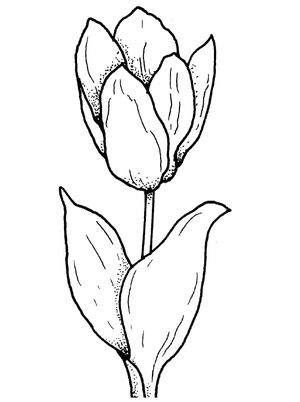 Beautiful Tulip