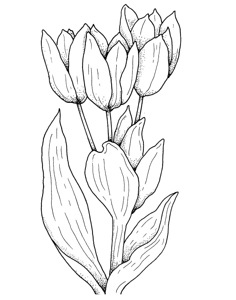 Free Printable Tulips Coloring Page