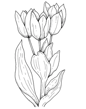 Free Printable Tulips Coloring Page