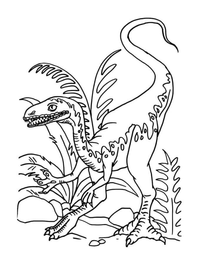 Velociraptor Number 10 Coloring Page