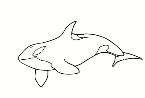 Swimming Whale Coloring Page