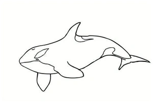 Swimming Whale Coloring Page