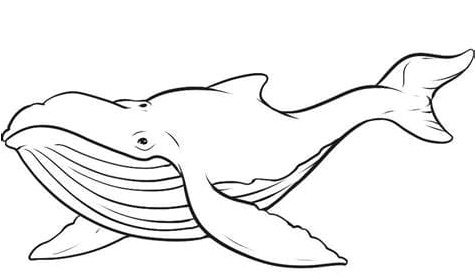 Whale Coloring Page Coloring Page