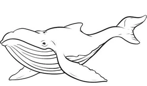 Whale Coloring Page Coloring Page